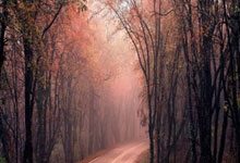 数智赋能 产业共富